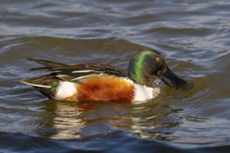 Northern shoveler (Spatula clypeata) adult male skimming crustaceans and plankton from the water's