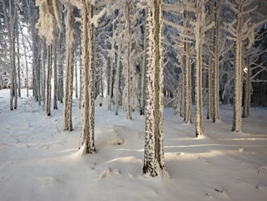 Forest in the snow and hoarfrost, Horben, Beinwil, Freiamt, Canton Aargau, Switzerland, Europe