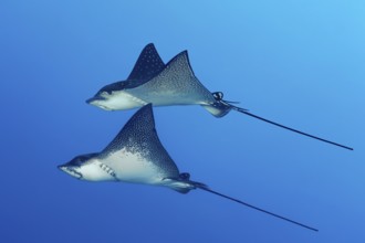 Spotted eagle ray (Aetobatus narinari), pair, swimming in the open sea, Tuamotu Archipelago, French