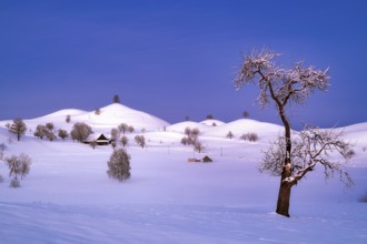 Snow-covered hilly landscape at dawn, Menzingen, Canton Zug, Switzerland, Europe