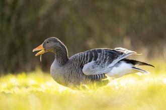 Greylag goose (Anser anser) standing on a meadow in spring, Bavaria, Germany, Europe