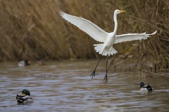 Great White Egret (Egretta alba) Germany