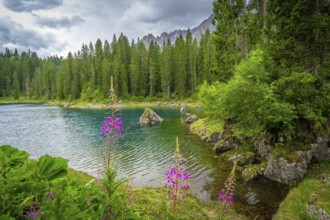 Lake carezza with turquoise water surrounded by fir trees and latemar mountain range in background,