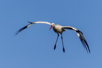 Stork in flight with outstretched wings in front of a bright blue sky, white stork (Ciconia