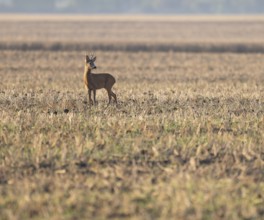 Roe deer (Capreolus capreolus), roebuck standing on a harvested field, wildlife, Thuringia,
