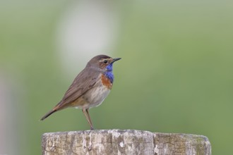 Bluethroat (Luscinia svecica cyanecula), male, on a pasture fence post, wildlife, Lembruch, Ochsen