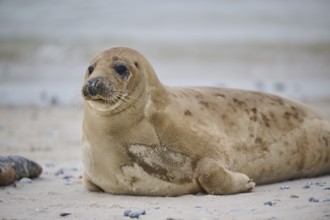 Grey seal (Halichoerus grypus) lying on the beach, Düne, Helgoland, Schleswig-Holstein, Germany,