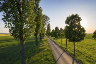 Aerial view of an avenue with evening sun, Kesseldorf, Wilsdruff, Saxony, Germany, Europe