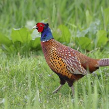 Pheasant, hunting pheasant (Phasianus colchicus), adult male bird in a meadow, animal portrait,