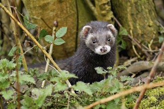 European polecat (Mustela putorius) or wood polecat, looking out of the undergrowth, captive,