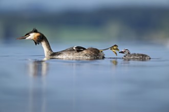 Great Crested Grebe (Podiceps scalloped ribbonfish), with chicks swimming in the water, Lake Zug,