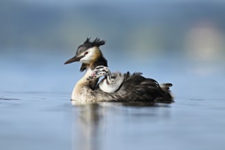 Great Crested Grebe (Podiceps Scalloped ribbonfish), with chicks in plumage swimming in the water,
