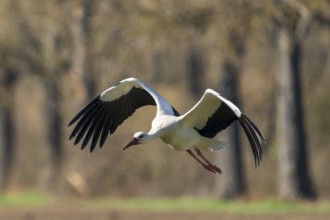 A stork flies over a natural landscape with trees in the background, white stork (Ciconia ciconia),