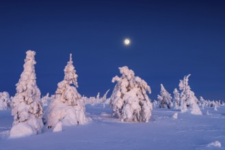 Tykky forest, snow covered spruce trees on the taiga at full moon in winter, Riisitunturi National