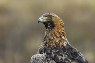 European golden eagle (Aquila chrysaetos chrysaetos) close-up portrait of adult sitting in