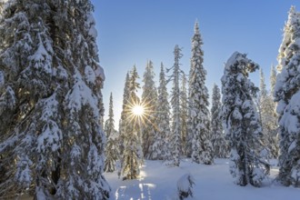 Snow covered spruce trees on the taiga forest in winter, Riisitunturi National Park in Finnish