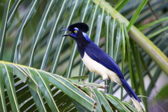 Plush-crested jay (Cyanocorax chrysops) Pantanal Brazil