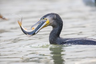 Cormorant (Phalacrocorax carbo) catching fish Germany