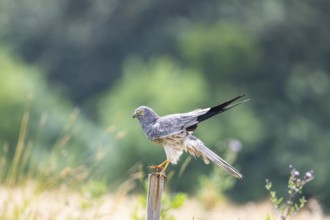 Montagu's harrier (Circus pygargus) ml Germany