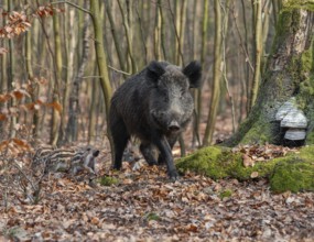 Wild boar, wild boar (Sus scrofa), a wild goat and young boar looking for food in the forest,