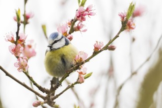 A blue tit (Parus caeruleus) on a branch with pink flowers, surrounded by soft spring colours,