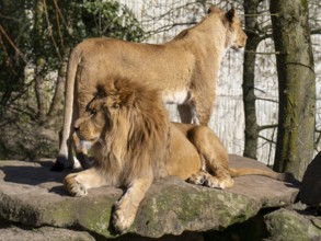 Two lions (Panthera leo) on a rocky plateau, male lion lying, female lion standing, occurring in