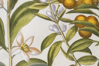Bitter orange with buds and flowers, hand-coloured copperplate engraving by Basilius Besler, from