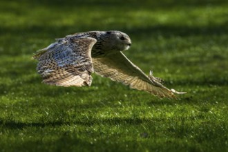 An owl flies with outstretched wings close to the ground over grass, Siberian Eagle Owl (Bubo