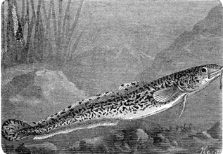 Burbot, burbot caterpillar, Lota lota, a bony fish from the burbot family, historical, digital