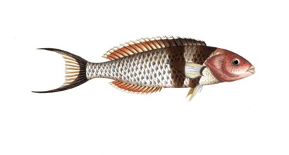Fish, Fish, Genus of wrasse, Labrus bifasciatus, The double-streaked wrasse, Historical, digitally