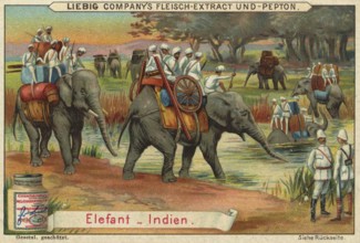 Picture series Animals of the countries, elephant from India, Liebig picture, digitally restored