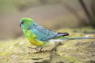 Red-rumped parrot (Psephotus haematonotus) male walking on the ground, Bavaria, Germany, Europe