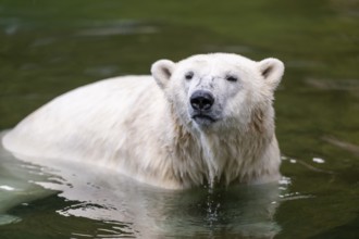 Polar bear (Ursus maritimus) swimming in the water, captive, Germany, Europe