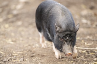 Vietnamese Pot-bellied pig standing on the ground, Bavaria, Germany, Europe