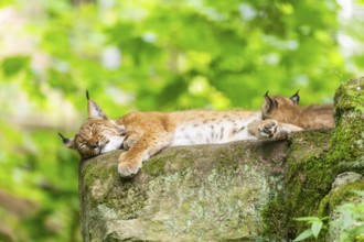 Eurasian lynx (Lynx lynx) mother with her youngsters (cubs) in a forest, Bavaria, Germany, Europe