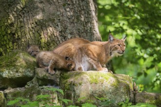 Eurasian lynx (Lynx lynx) mother with her youngsters (cubs) in a forest, Bavaria, Germany, Europe
