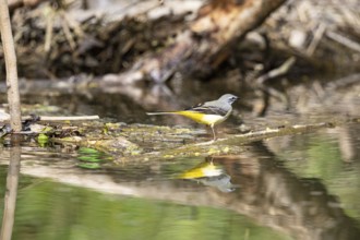Grey wagtail (Motacilla cinerea) Germany