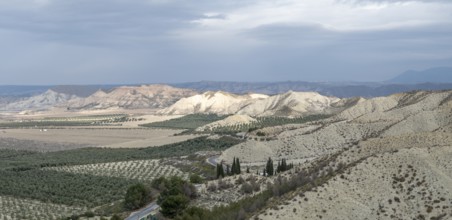 Desert landscape, olive trees, plantation, Gorafe desert, semi-desert, Granada, Andalusia, Spain,