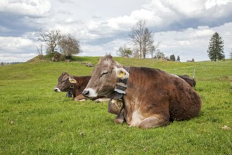 Cows on the pasture, Peterstahl, Oy-Mittelberg, Oberallgäu, Allgäu, Bavaria, Germany, Europe