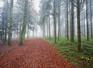 Autumn leaves on forest path through the foggy forest, Beinwil, Freiamt, Canton Aargau,