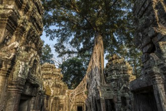 Ta Prohm, Angkor Wat, Angkor, UNESCO World Heritage Site, Siem Reap, Cambodia, Indochina, Southeast