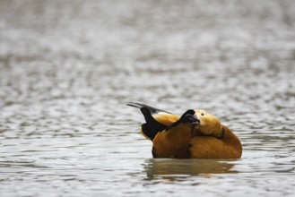 Ruddy shelduck (Tadorna ferruginea) Germany