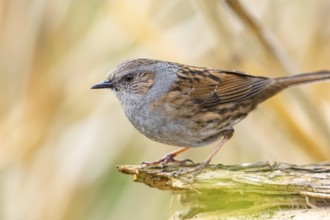 Dunnock (Prunella modularis) Germany