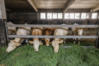 Wittichenau, Oberlausitz, Saxony, Germany - Cattle eating in the barn, former LPG building, fresh