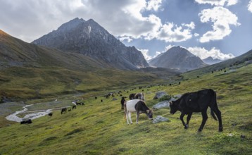 Cows in a mountain valley in the Tien Shan Mountains, near Altyn Arashan, Kyrgyzstan, Asia