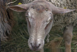 Portrait of a male sheep, Mecklenburg-Vorpommern, Germany, Europe