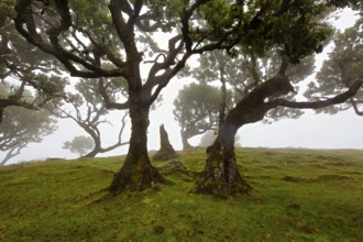 Alte knorrige Bäume in einem nebligen Wald, der eine ruhige, geheimnisvolle Stimmung erzeugt,