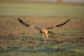 Juvenile Iberian Eagle in flight, Spanish Imperial Eagle (Aquila adalberti), Extremadura, Castilla