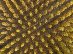 European Aspen (Populus tremula) in autumnal colours. Cultivated for timber. Aerial view. Drone
