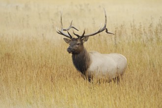Wapiti (Cervus canadensis, Cervus elaphus canadensis), male, Yellowstone National Park, Wyoming,